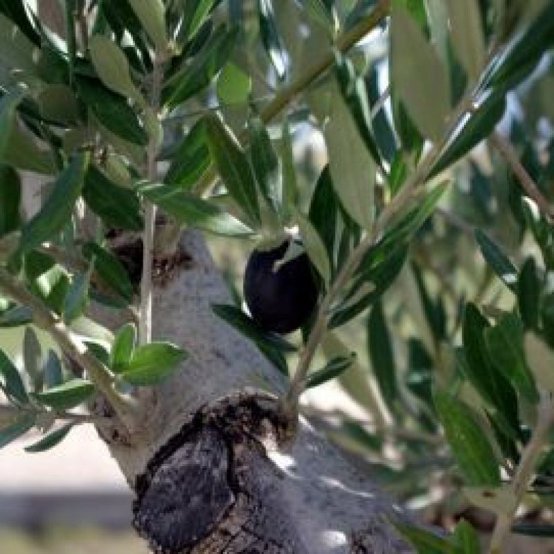 <br />
<b>Notice</b>:  Undefined index: title in <b>/home/cortijolinareskm/public_html/design/site/cortijo-linares/cms/posts/view.phtml</b> on line <b>18</b><br />
